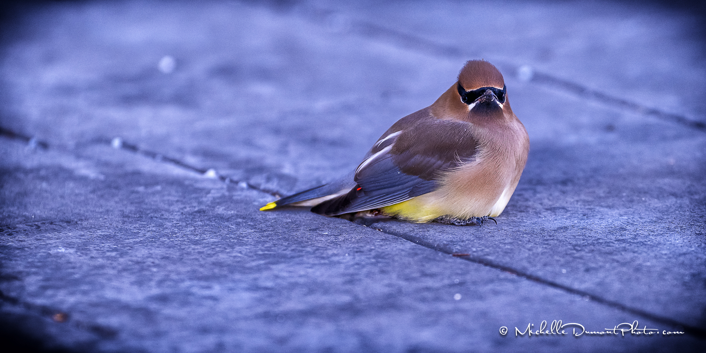 Cedar Waxwing