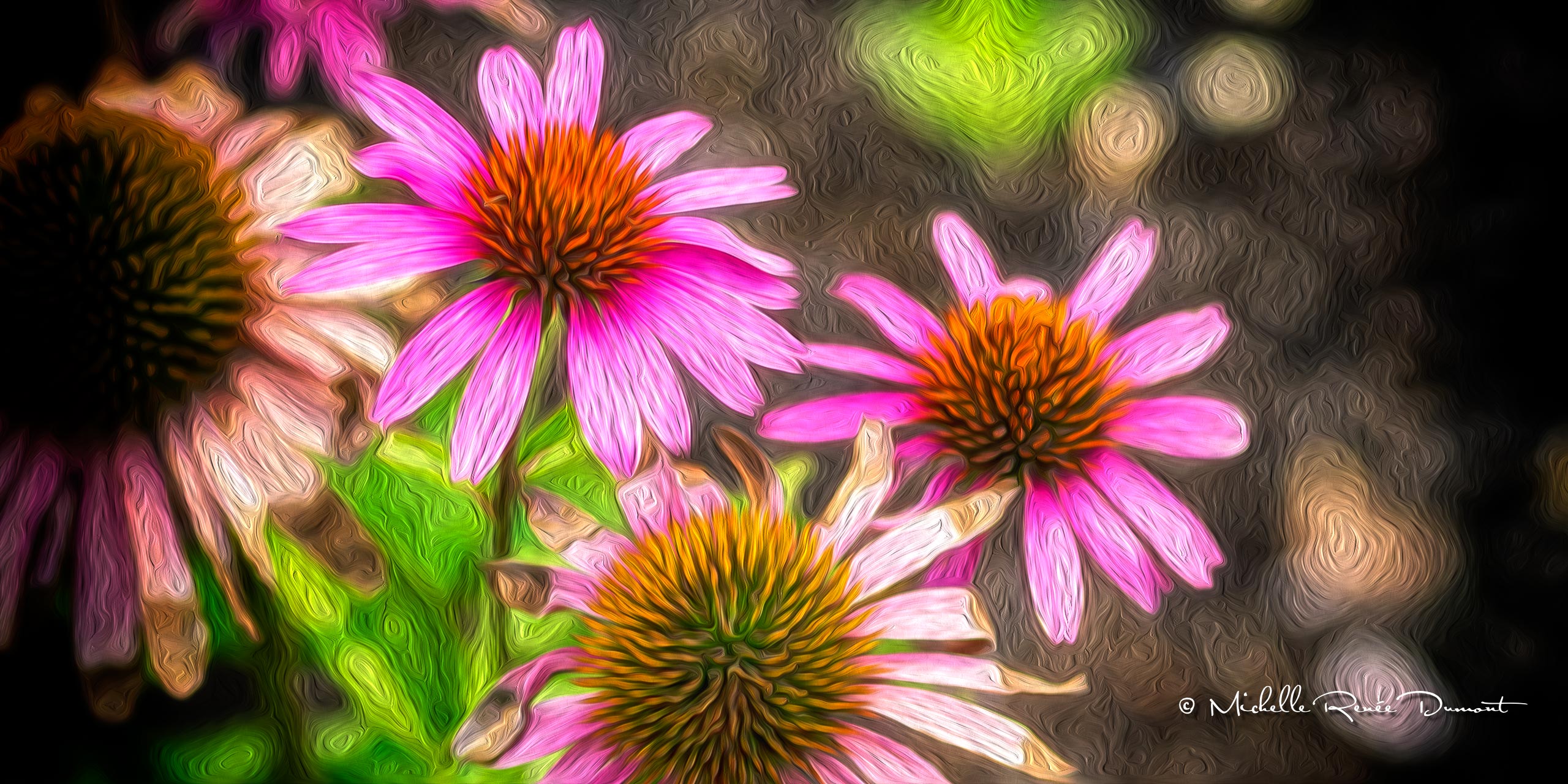 Echinaceas in full bloom